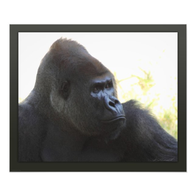 Foto Gorilla Gaze Impressão - 24x20 - outros tamanhos d (Frente)