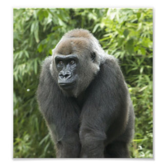 Foto Gorilla Photo