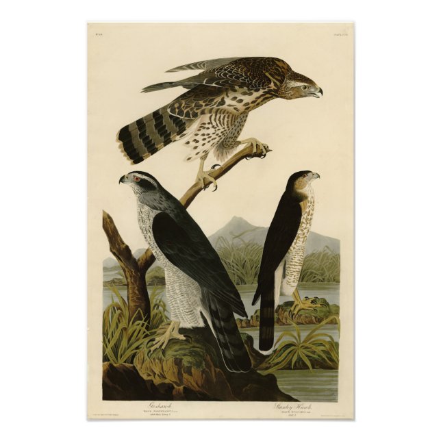 Foto Goshawk, Stanley Hawk, os Pássaros da América de A (Frente)