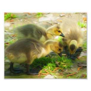 Foto Gosling