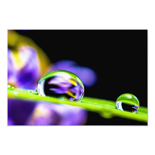 Foto Gota de Macro de Água na Flor Roxo de Grama Lâmina (Frente)
