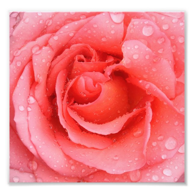 Foto Gotas de água de rosa cor-de-rosa romântica (Frente)