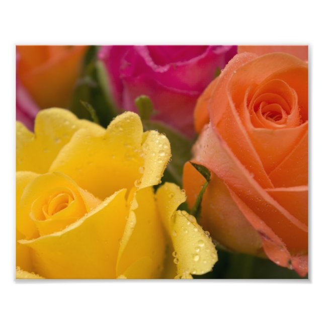 Foto Gotas de chuva em Rosas Amarelas Laranja e Rosa (Frente)