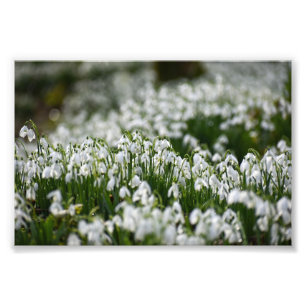 Foto Gotas de neve