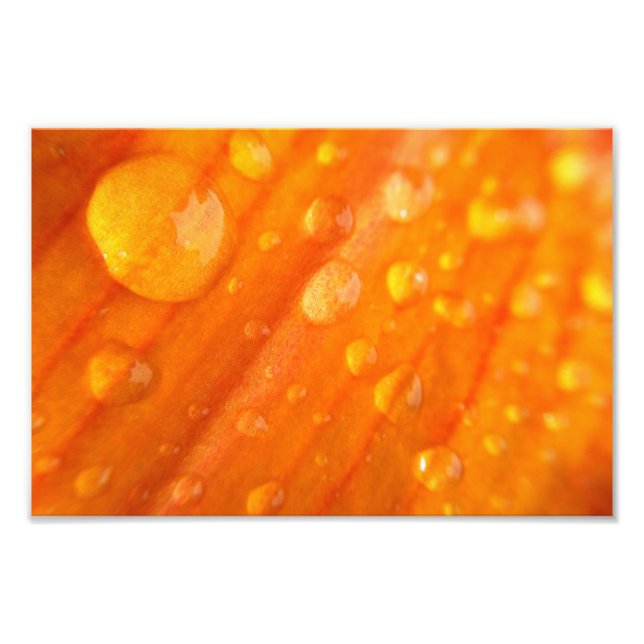 Foto Gotas Na Flor Laranja Brilhante (Frente)
