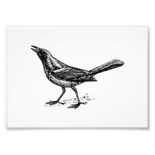 Foto Grackle Bird Vintage Sketch