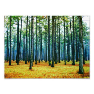 Foto Grama bonita do amarelo da floresta do pinheiro da
