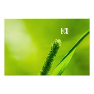 Foto Grama Verde E Sol - Eco