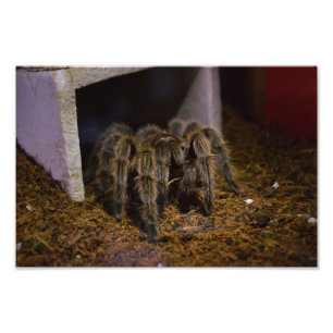 Foto Grammostola Rosea