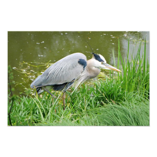 Foto Grand Blue Heron (Frente)