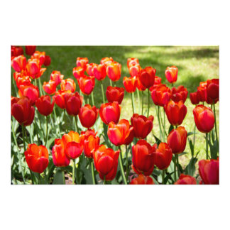 Foto Grande campo de tulipas vermelhas
