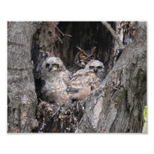 Foto Grande coruja Horned e Owlets