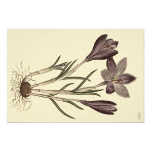 Foto Grande Ilustração Botânica Primavera Crocus Rox