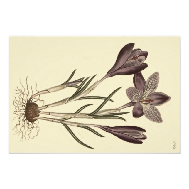 Foto Grande Ilustração Botânica Primavera Crocus Roxo (Frente)