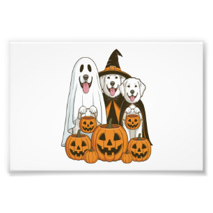 Foto Grande Pyrenees Cão Fantasma Bruxa Halloween Corre