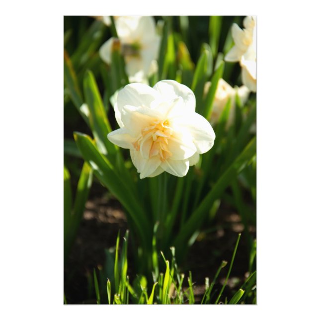 Foto Grandes narcisos brancos em um dia de primavera  (Frente)