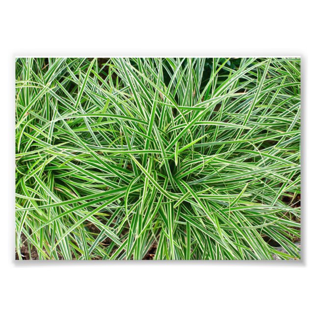 Foto Grãos (Frente)