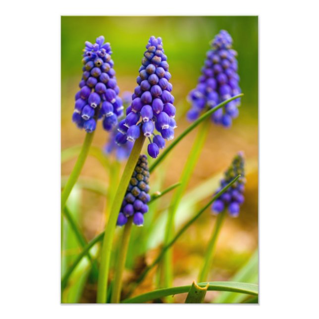 Foto Grape Hyacinths, Ohio (Frente)