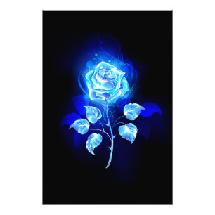 Foto Gravação de Rosa Azul