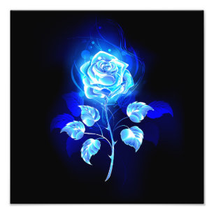 Foto Gravação de Rosa Azul