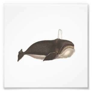 Foto Gravura antiga de uma baleia