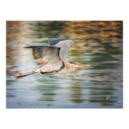 Foto Great Blue Heron Over Lake Wildlife Print