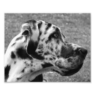 FOTO GREAT DANE