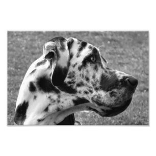 FOTO GREAT DANE