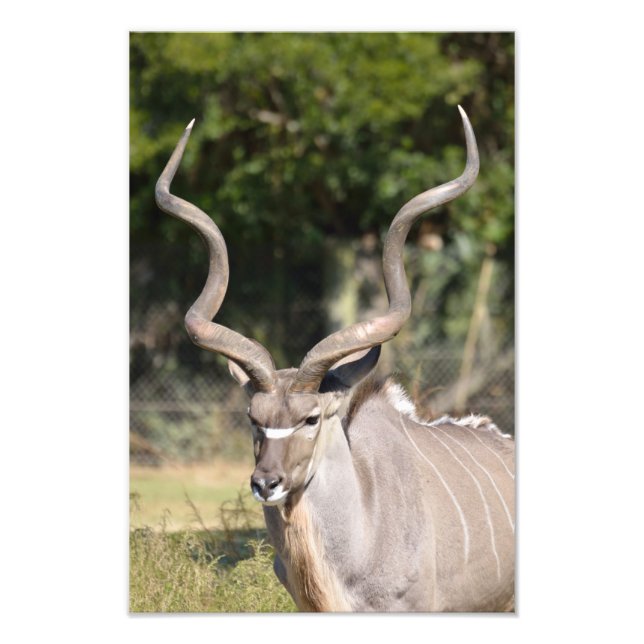 Foto Greater Kudu (Frente)