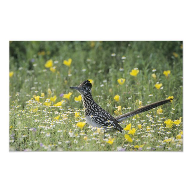Foto Greater Roadrunner, Geococcyx californianus, (Frente)