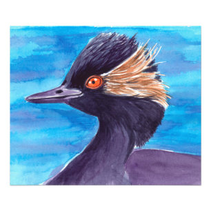 Foto Grebe
