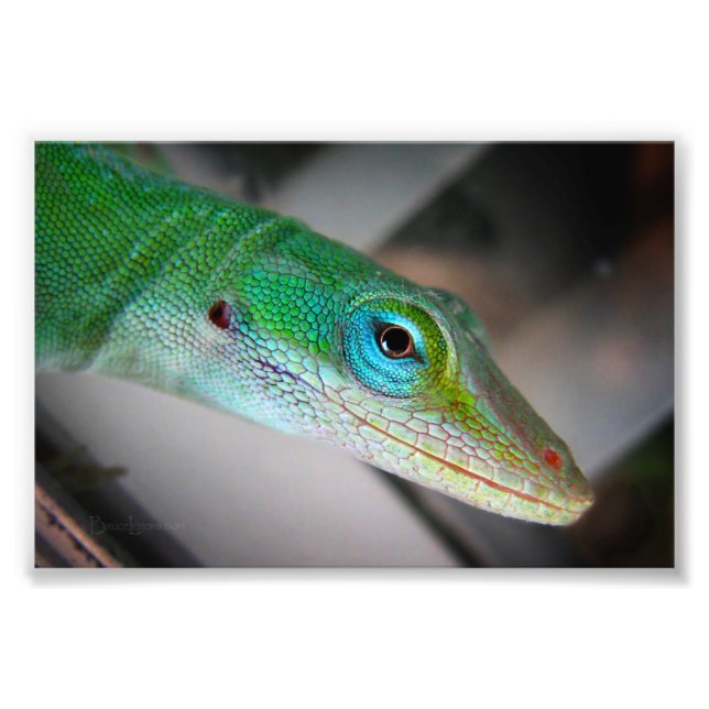 Foto Green Anole Lizard (Frente)