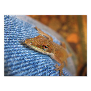 Foto Green Anole Lizard