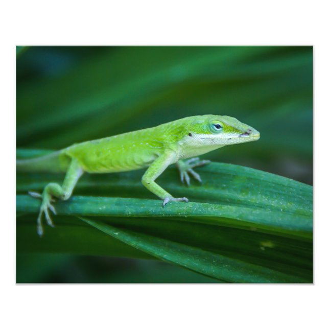Foto Green Anole Lizard (Frente)