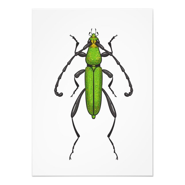 Foto Green beetle (Frente)