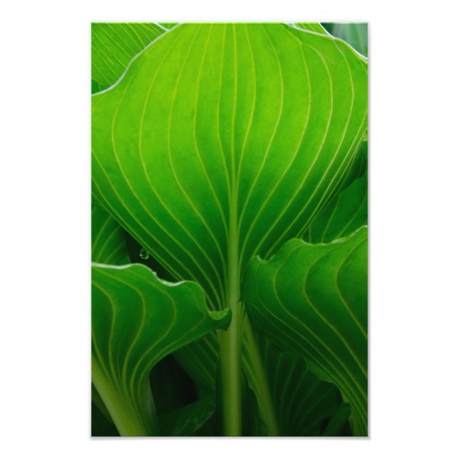 Foto Green Hosta Leaf (Frente)