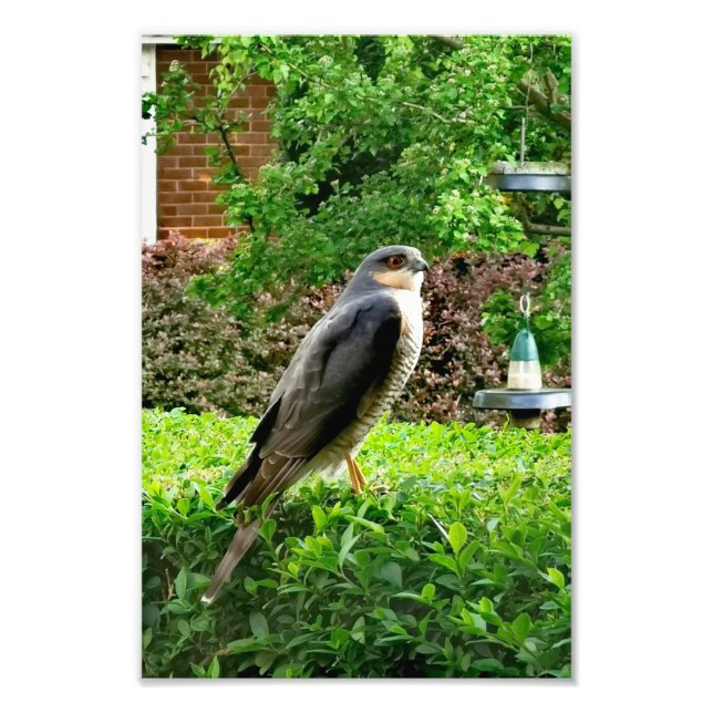 Foto Grelha No Meu Jardim (Frente)