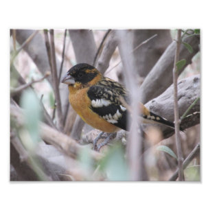 Foto Grosbeak de cabeça negra