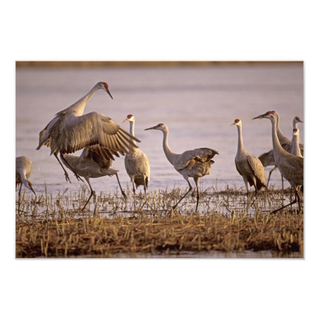 Foto Grous-de-sandália Grus canadensis) Platte (Frente)