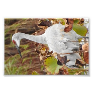 Foto Grouse-da-areia no Pântano
