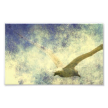 Grunge de Seagull