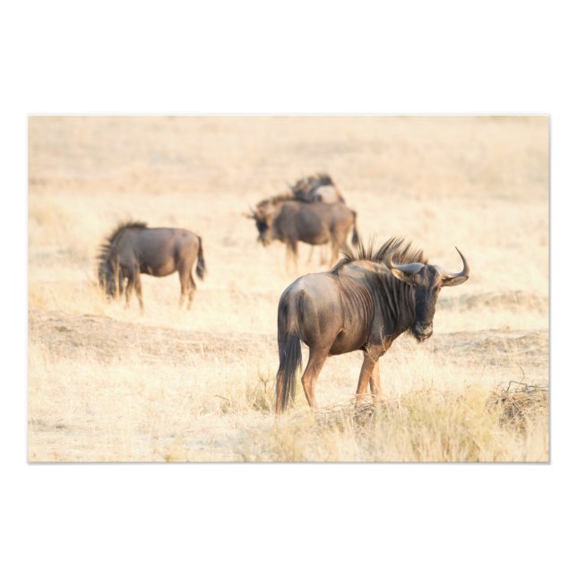Foto Grupo de animais selvagens (Frente)