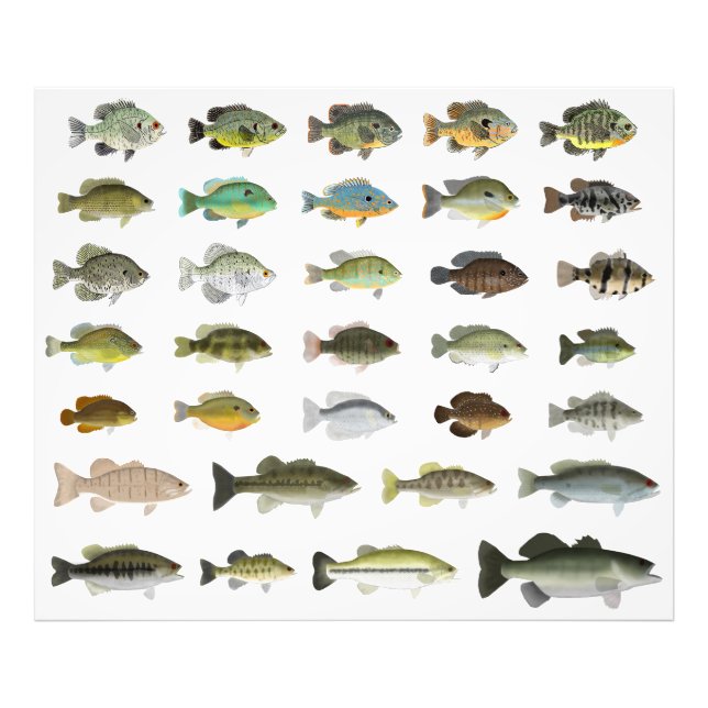 Foto Grupo Sunfish da América do Norte (Frente)