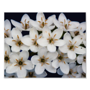 Foto Grupos das flores brancas