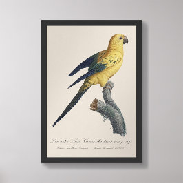 Foto Guarouba dans sons jeune age / periquito do Sol