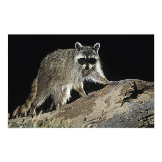 Foto Guaxinim-comum, Procyon lotor (Frente)