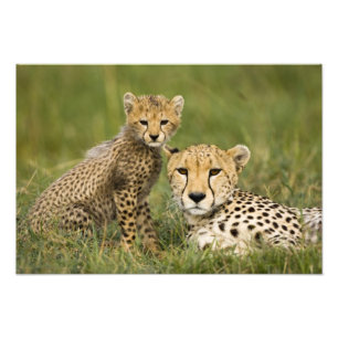Foto Guepardo, Acinonyx jubatus, com filhote