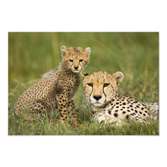 Foto Guepardo, Acinonyx jubatus, com filhote (Frente)