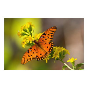 Foto Gulf Fritillary também conhecida como Borboleta da