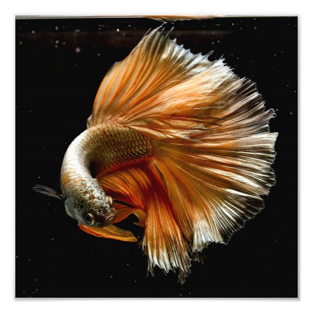Foto Halfmoon Betta Fish (Frente)